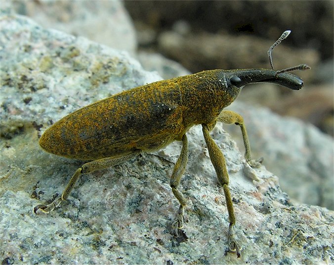 Lixus pulverulentus del Nuorese